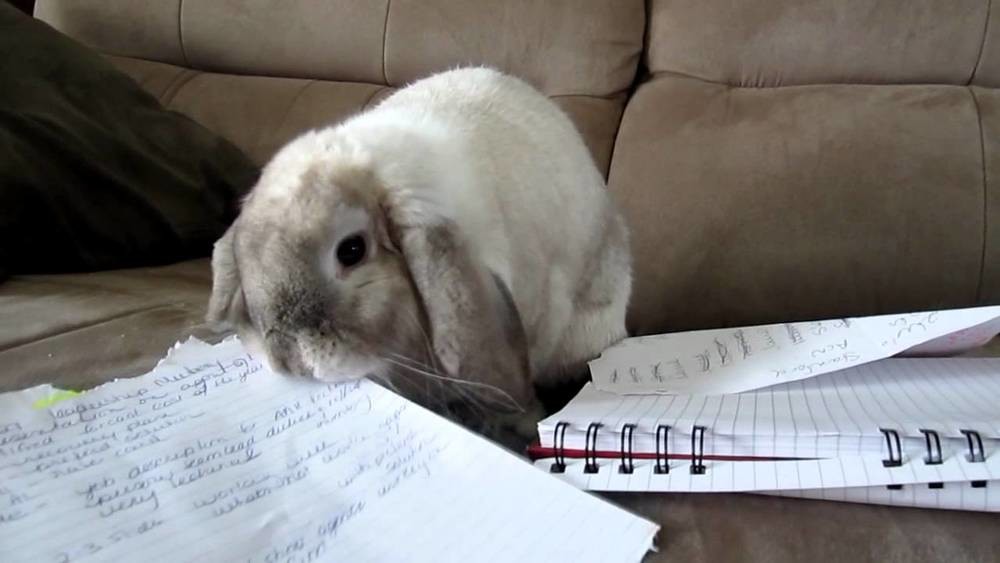 bunny eating homework